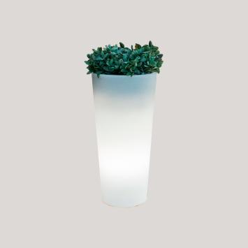 Ficus 60 Ø29XH60 cm verlichte bloempot made by NewGarden